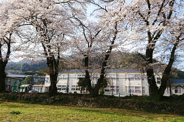 白亜の校舎と桜の花